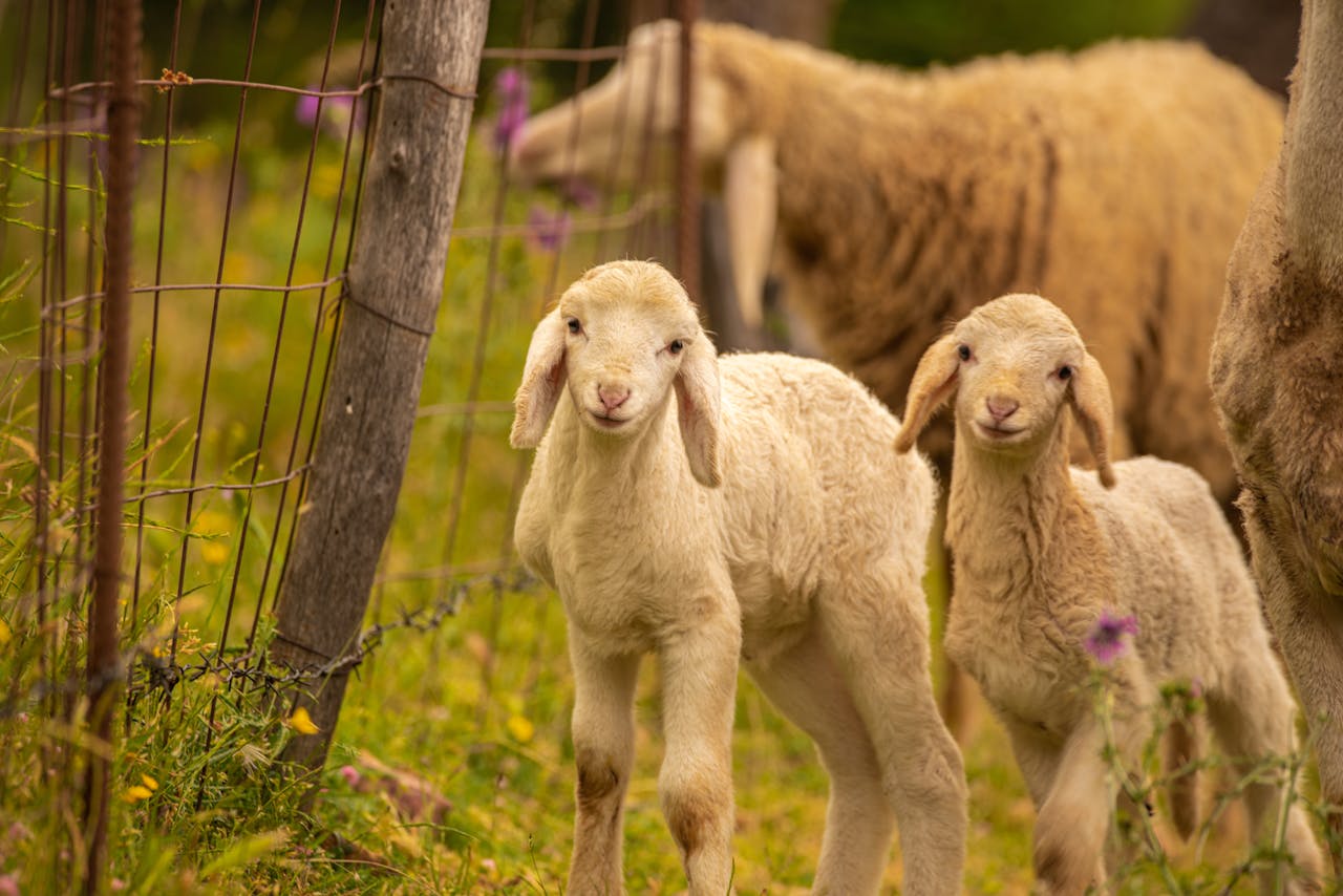 Two cute lambs standing in a green pasture next to a fence in Mila, Algeria.